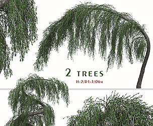 Set of Larix Kaempferi Pendula Tree (Lärche)