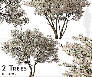 Set of Flowering Serviceberry Trees ( Kupfer )