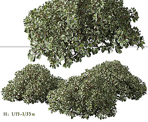 Set of Cornus alba Elegantissima Shrub ( Dogwood )