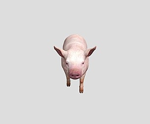 Pig