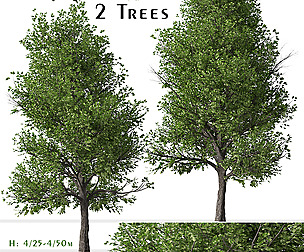 Set of Pyrus calleryana Trees ( Callery pear )