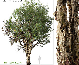 Set of Eucalyptus Camaldulensis Tree ( Red Gum )