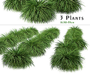 Set of Hakonechloa Plant ( Japanese Forest Grass )