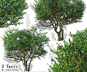 Set of Ligustrum Tree ( Glossy Privet ) (2 Trees)
