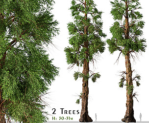 Set of Giant sequoia Tree ( Sequoiadendron )