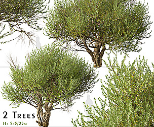 Set of Olive Tree ( European olive ) ( 2 Trees )