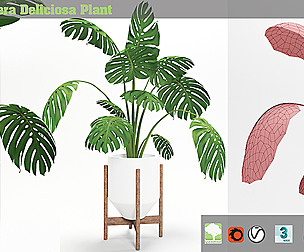 Monstera Deliciosa Plant-pot