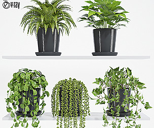 plant set 05