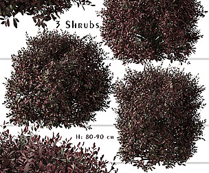 Set of Pittosporum Purpureum Shrubs ( Kohuhu )