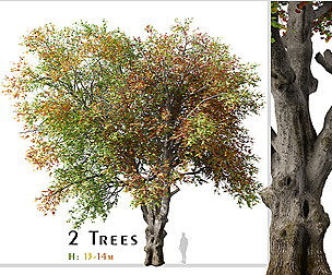 Set of Italian maple Tree ( Acer Opalus )