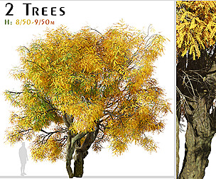 Set of Honey Locust Trees (Gleditsia triacanthos)