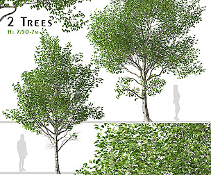 Set of Betula utilis Trees ( Himalayan Birch )