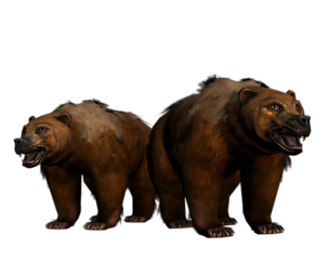 Bear