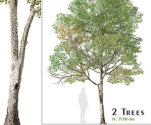 Set of Populus tremula Tree (Eurasian aspen)
