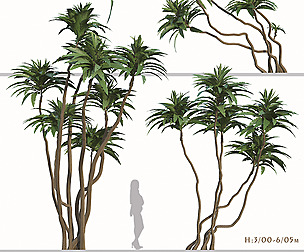 Set of Ficus pseudopalma Trees (Philippine fig)
