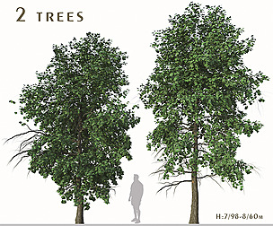 Set of Acer Buergerianum Trees (Trident Maple)