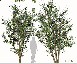 Set of Gleditsia Triacanthos Trees ( honeylocust )