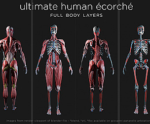 HULTIMATE HUMAN ÉCORCHÉ