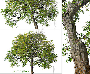 Set of Tilia cordata Tree (Small-leaved lime)