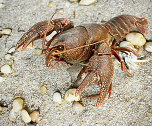 Lobster on the Beach Close Up