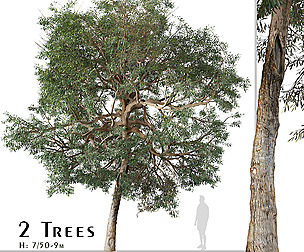 Set of Olive Tree (Olea europaea) (2 Trees)
