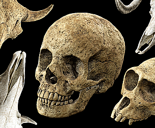 Skull Props Pack