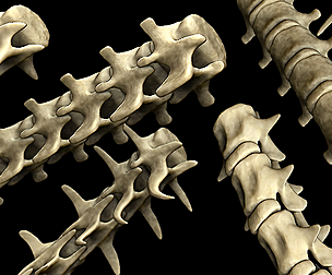 Spine Curve Brush