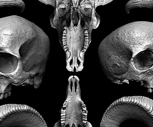 Skull Models