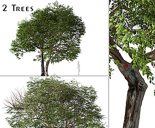 Set of Quercus ilex Tree ( Holly oak ) (2 Trees)