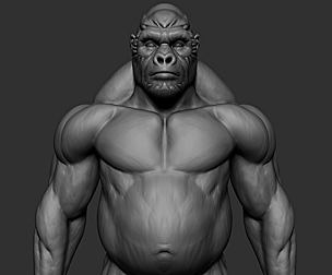 Gorilla Anatomy & Proportion - ZTOOL