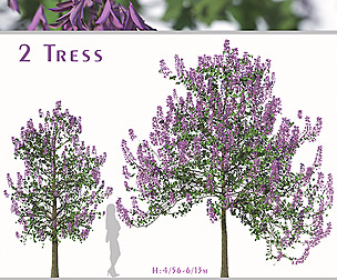 Set of Paulownia Tomentosa Tree (Princess tree)