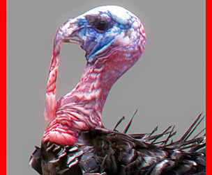 Animated Turkey