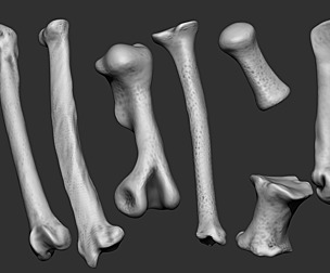 Pack of different animal bones IMM brush.