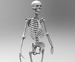 Low poly and high poly Skeleton (rigged both)