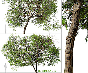 Set of Brazilian Pepper Tree ( Schinus )