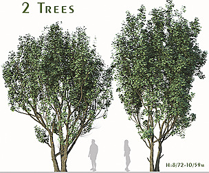 Set of Acer Campestre Tree (Field maple) (2 Trees)