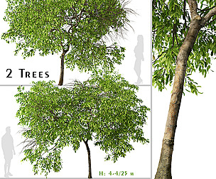 Set of Magnolia champaca Tree ( Champak )