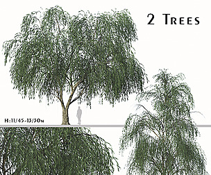 Set of Willow Acacia Tree (Acacia Salicina)