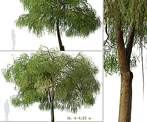 Set of Australian Willow Tree ( Parviflora )