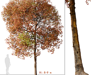 Set of American Sweet Gum Tree ( Liquidambar )