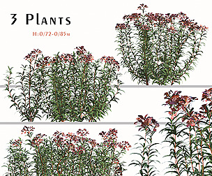 Set of Euphorbia Griffithii plant ( Fireglow )