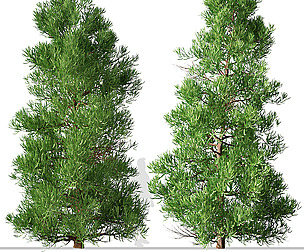 Set of Cryptomeria japonica Tree ( Sugi )