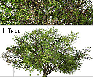 Quercus virginiana Tree ( Southern live oak )