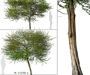 Set of English Hawthorn Tree ( Crataegus )