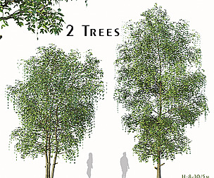 Set of Cyclocarya paliurus Trees ( Wheel wingnut )