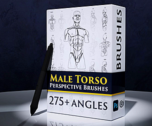 Male Torso Perspective Brushes