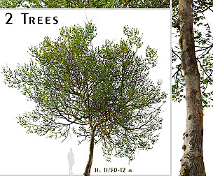 Set of Western sycamore Tree ( Platanus racemosa )