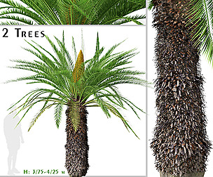 Set of Sago palm Tree ( Cycas revoluta ) (2 Trees)