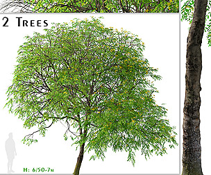 Set of Cassia leptophylla Tree (Gold Medallion)