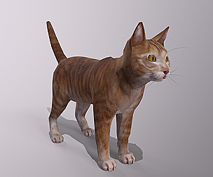 Orange Cat
